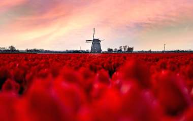 Olympus Diamond Painting "RedTulips " - Ψηφιδωτό Μωσαικό "Κόκκινες τουλίπες" 50x40