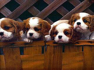 Olympus Diamond Painting "Sweety Cavalier King Charles Spaniel puppies"" - Ψηφιδωτό Μωσαικό "Γλυκούτσικα Κουταβάκια Σπάνιελ Καβαλιερ Κινγκ Τσαρλς" 40Χ30