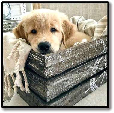 Olympus Diamond Painting "Golden retriever puppy"- Ψηφιδωτό Μωσαικό "Κουτάβι γκόλντεν ριτριβερ" 40x30