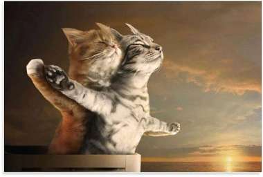 Olympus Diamond Painting "Beautiful kittens imitate the Titanic couple" - Ψηφιδωτό Μωσαικό "Όμορφες γατούλες μιμούνται το ζευγάρι του τιτανικού" 50Χ70