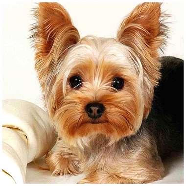 Olympus Diamond Painting "Beautiful Yorkshire Terrier" - Ψηφιδωτό Μωσαικό "Πανέμορφο Γιορκσάιρ τεριέ" 50Χ40