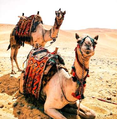 Olympus Diamond Painting Camels - Ψηφιδωτό Μωσαικό Καμήλες 40x30