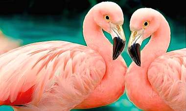 Olympus Diamond Painting Flamingo - Ψηφιδωτό Μωσαικό Flamingo 30x20