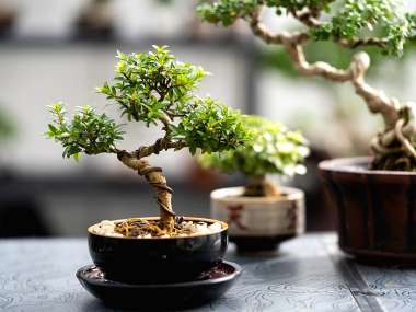 Olympus Diamond Painting "Bonsai Japan tree"- Ψηφιδωτό Μωσαικό "Ιαπωνικό Δέντρο Μπονσάι" 40x30