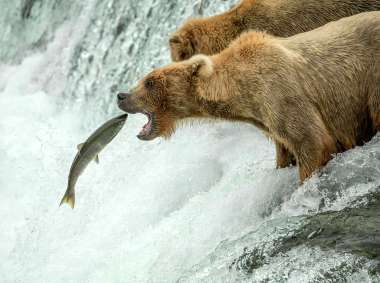 Olympus Diamond Painting "Bear catches salmon" - Ψηφιδωτό Μωσαικό "Αρκούδα πιάνει σολωμο" 40Χ30