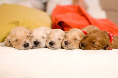 Olympus Diamond Painting "Sweety Golden retriever puppies" - Ψηφιδωτό Μωσαικό "Γλυκούτσικα Κουταβάκια γκόλντεν ριτρίβερ" 40Χ30