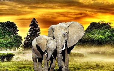 Olympus Diamond Painting Elephants-ψηφιδωτό Μωσαικό Ελέφαντες 30χ40